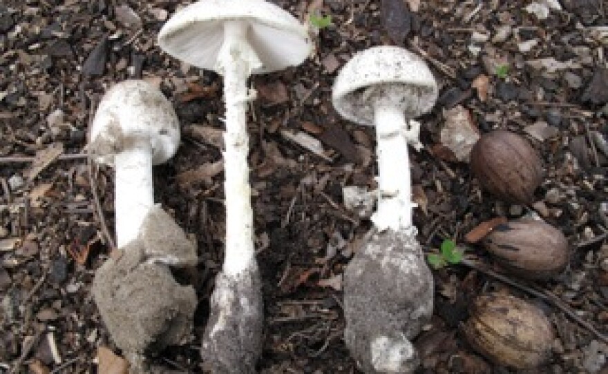 『white poisonous mushroom』 Deadly mushrooms could be growing in your backyard